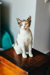 可爱猫咪端坐木桌之上