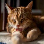 橘猫惬意舔毛瞬间