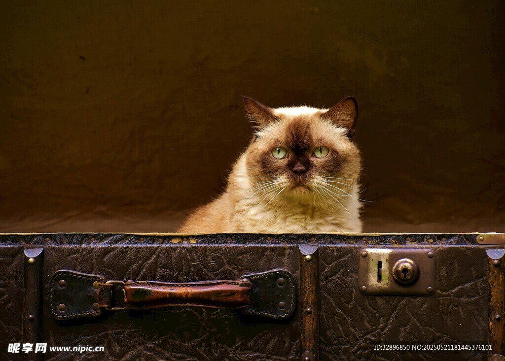 猫咪趴卧在复古行李箱上
