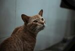 棕色猫咪抬头望