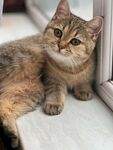 可爱猫咪惬意趴卧