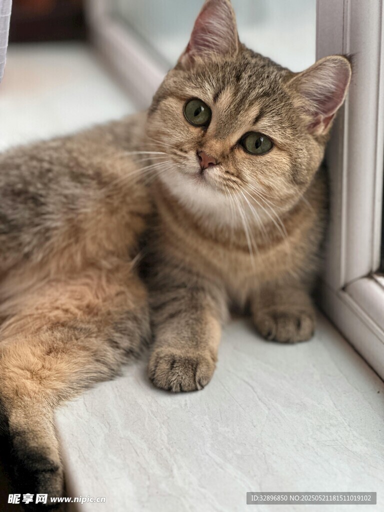 可爱猫咪惬意趴卧