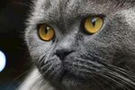灰蓝猫咪的专注眼神