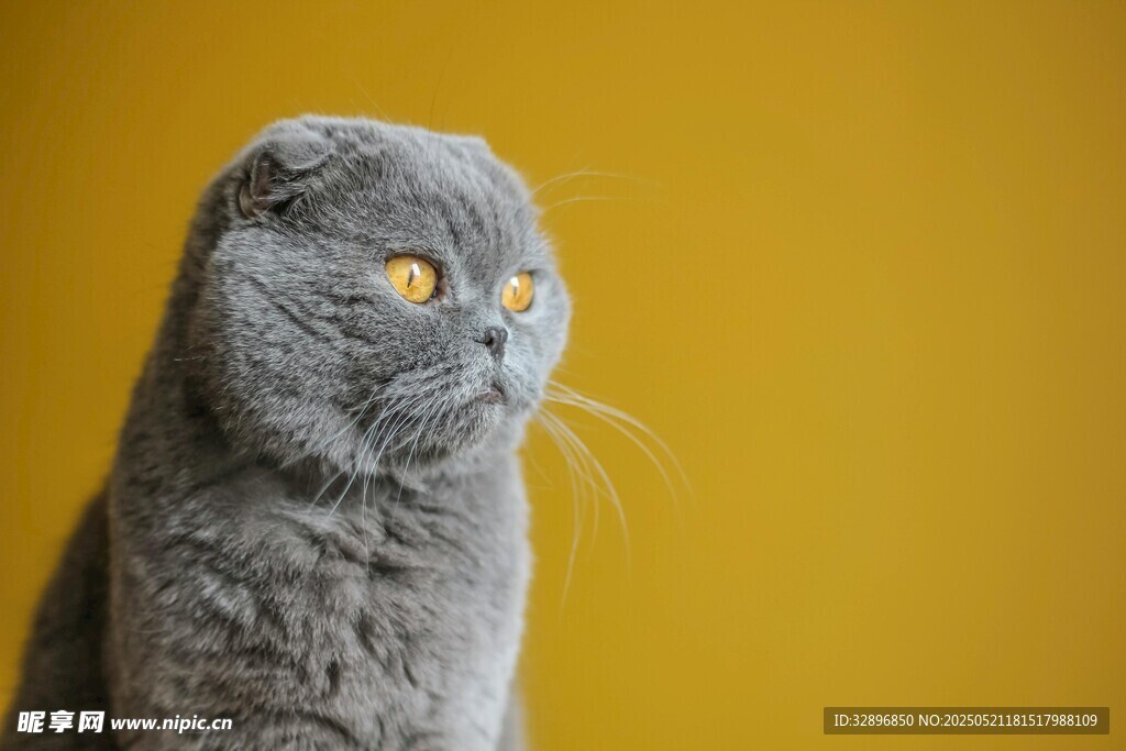 灰色萌猫侧头望