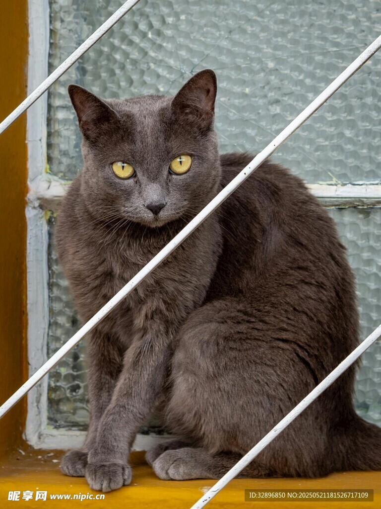 灰猫独坐