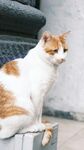 蹲坐的花色猫咪