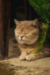 慵懒猫咪惬意休憩