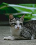 可爱小猫趴地休憩