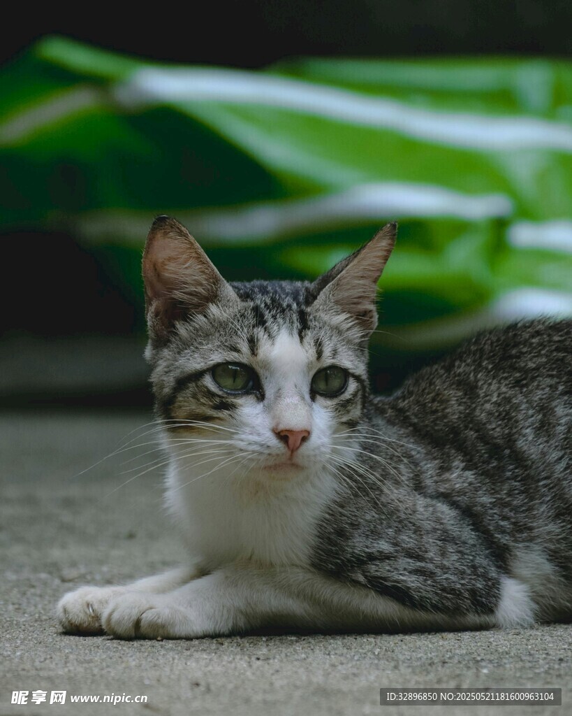 可爱小猫趴地休憩