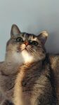 仰头猫咪的可爱瞬间