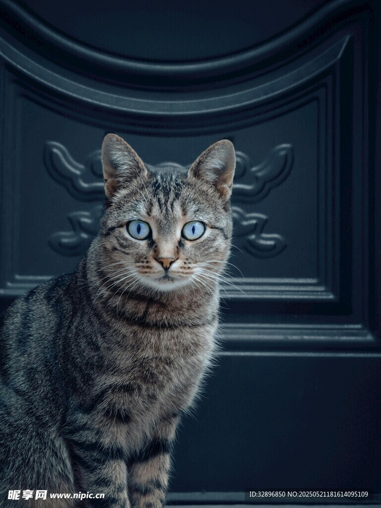 灰猫立于深色门前