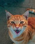 张嘴露齿的橘猫