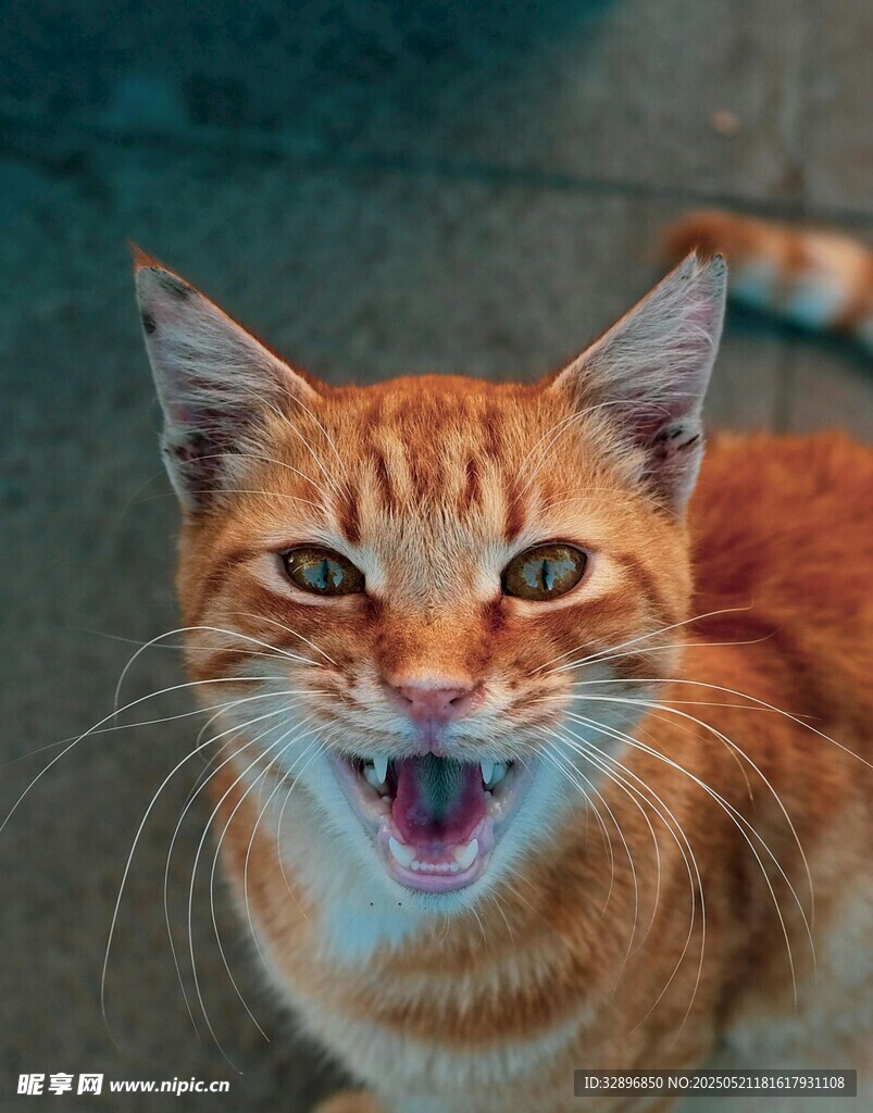 张嘴露齿的橘猫