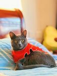穿红衣的猫咪躺床上