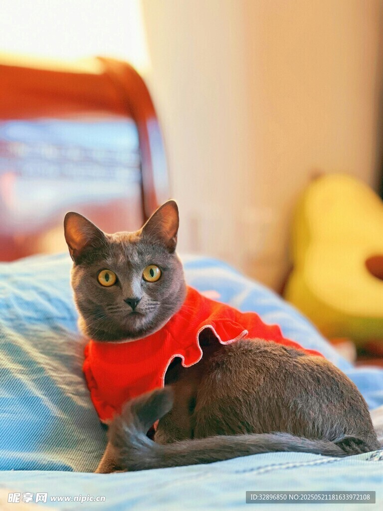 穿红衣的猫咪躺床上