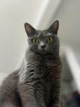 灰色猫咪端坐凝视
