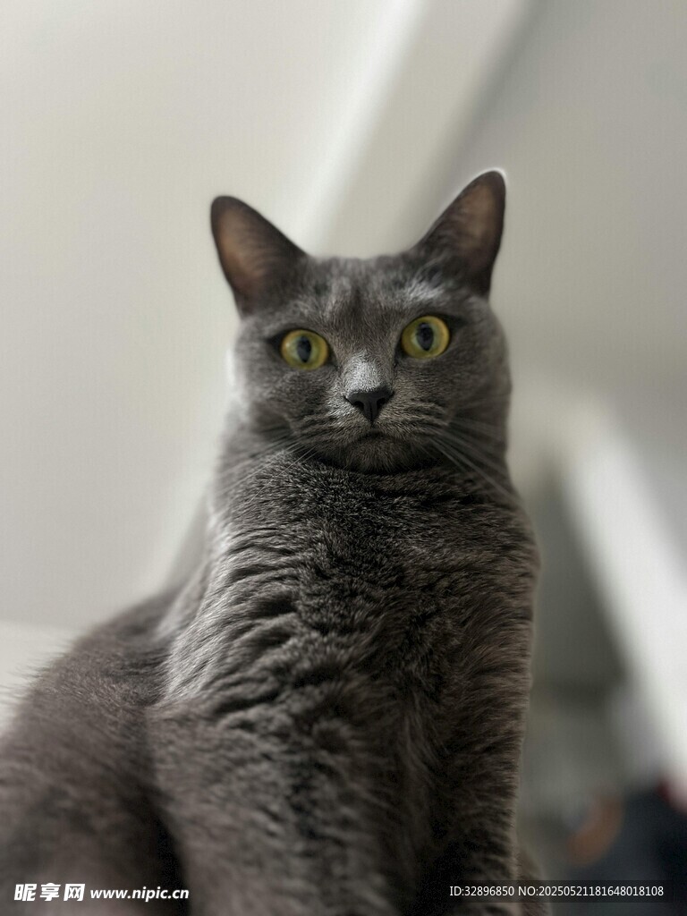 灰色猫咪端坐凝视