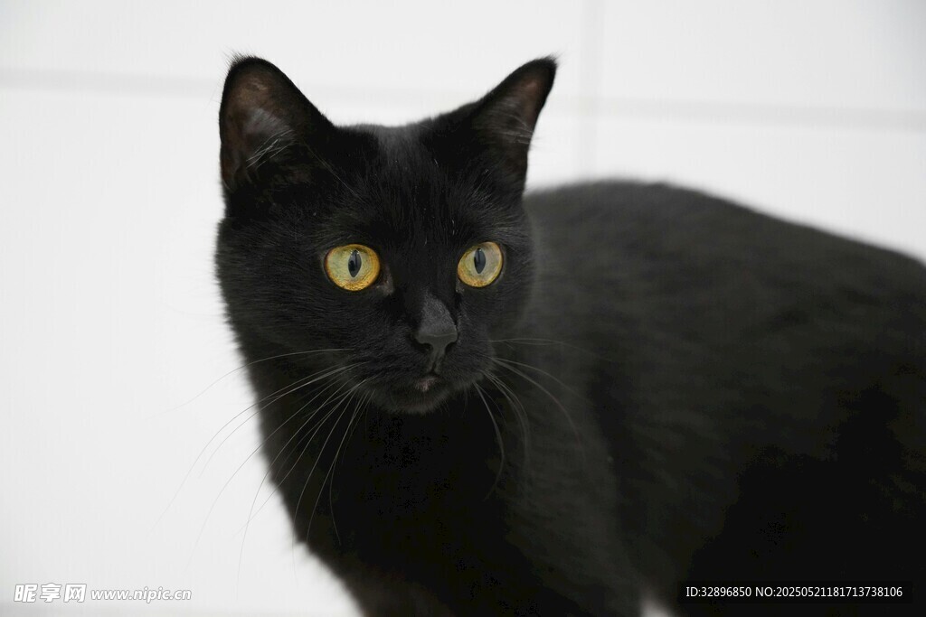 黑猫凝视