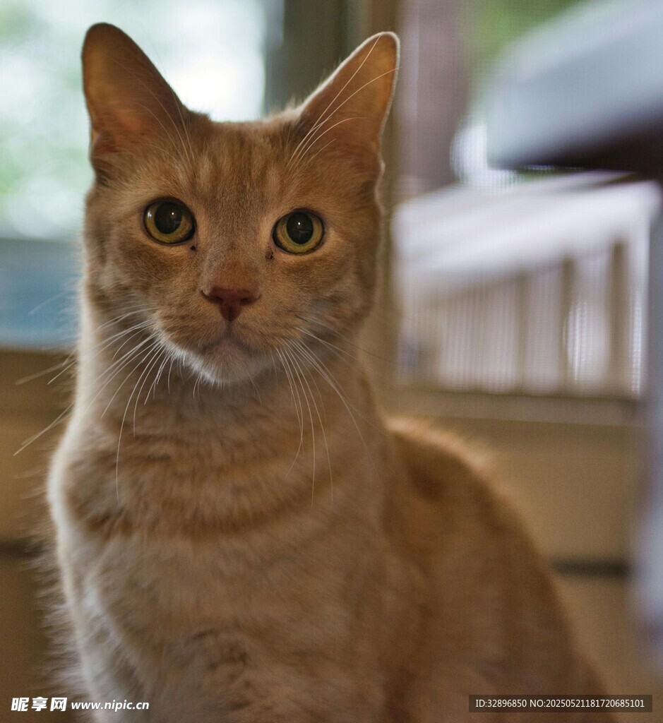 橘猫端坐凝视镜头