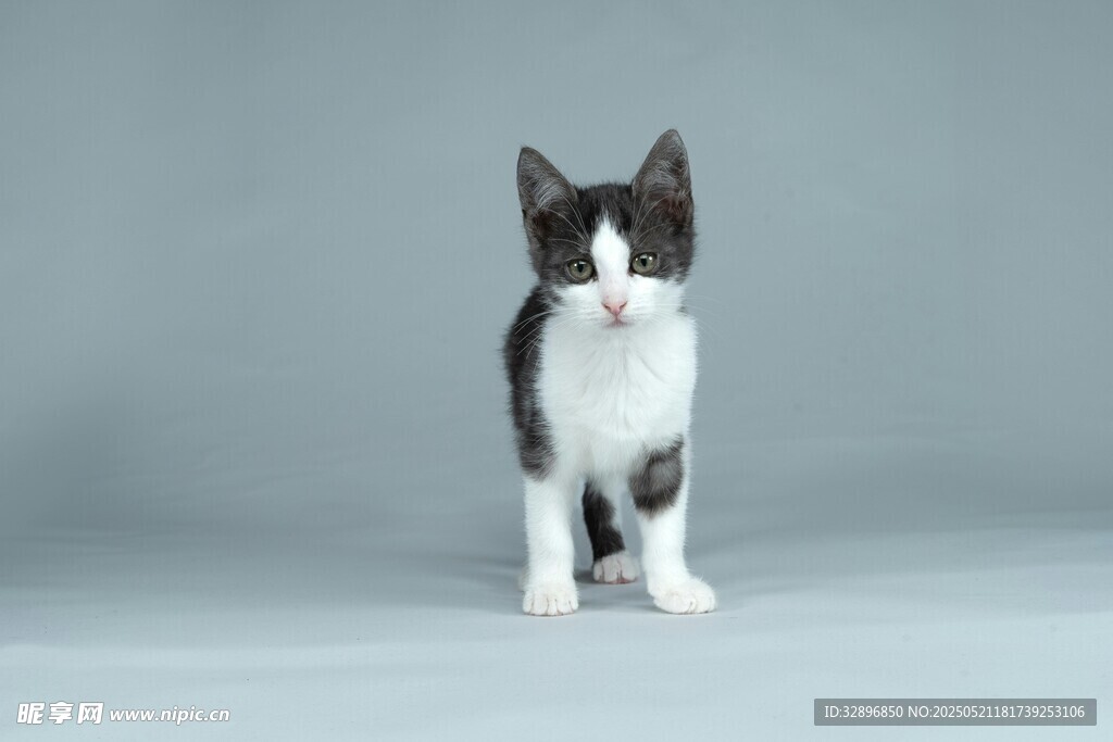 黑白小猫站立可爱模样
