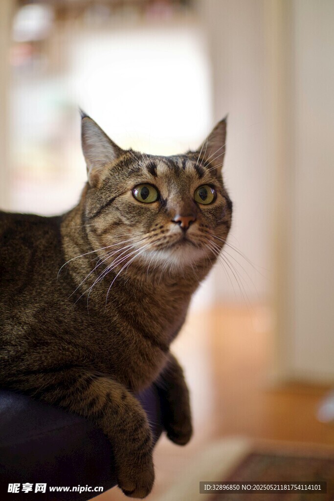 可爱狸花猫惬意趴坐