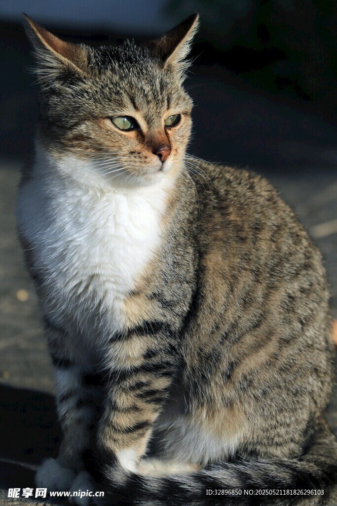 坐姿优雅的斑纹猫咪