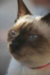戴红项圈的暹罗猫
