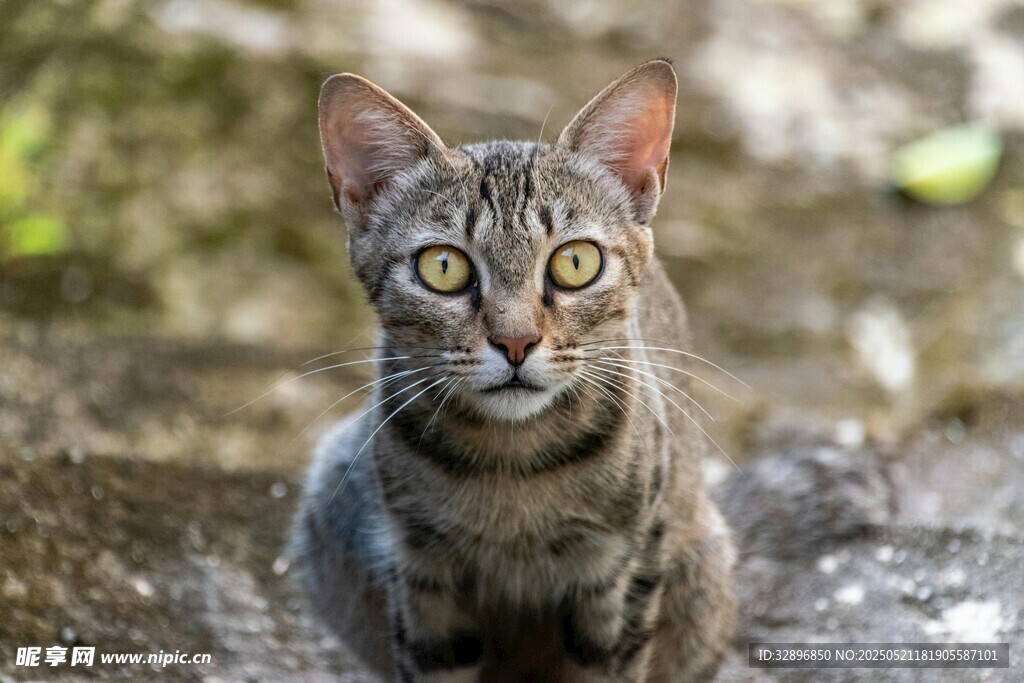 户外警觉的斑纹小猫