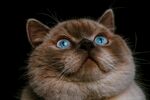 蓝眼萌猫抬头凝望