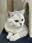 优雅银渐层猫咪趴卧瞬间