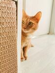好奇小猫躲物后张望