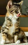 可爱小猫咪张嘴吐舌瞬间