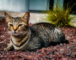 卧于碎石上的可爱猫咪