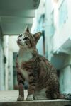 街道上的凝望猫咪