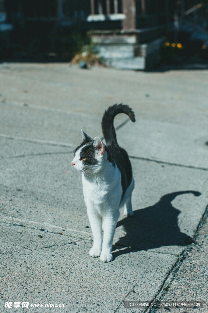 户外行走的可爱花猫