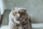 呆萌折耳猫的好奇瞬间