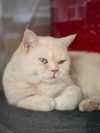 慵懒的猫咪趴卧