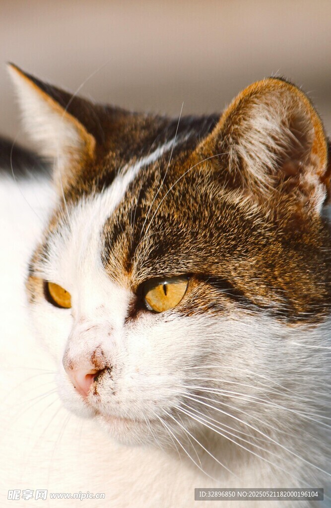 慵懒猫咪特写