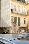 屋顶上的猫咪