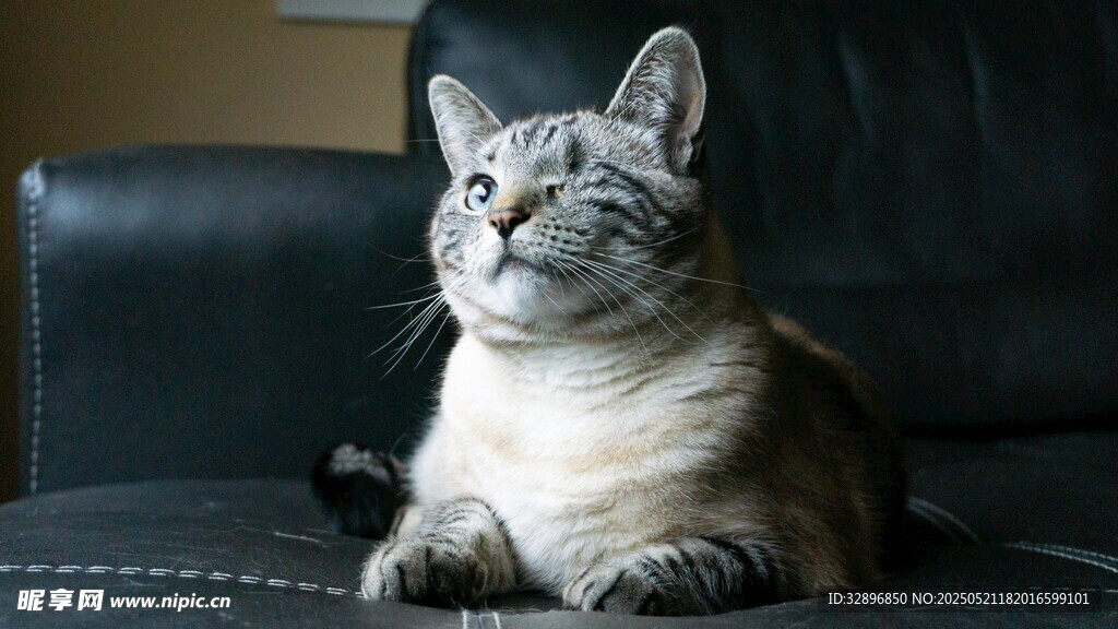 沙发上的可爱猫咪
