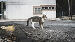 户外独行的斑纹猫咪