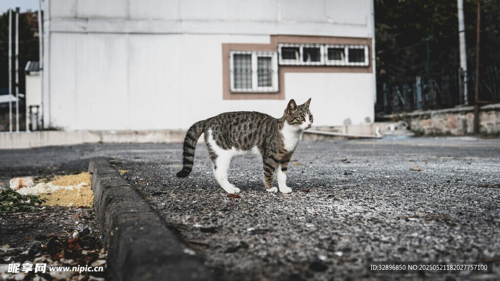 户外独行的斑纹猫咪