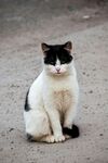 黑白花猫安静蹲坐