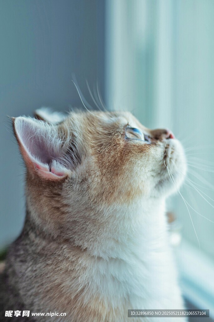 窗边仰头的可爱小猫咪