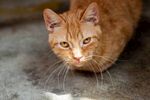 橘猫蹲坐凝视