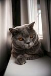 窗边的灰猫