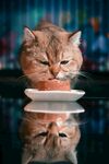 猫咪专注进食可爱瞬间