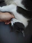 人与猫咪亲昵互动瞬间