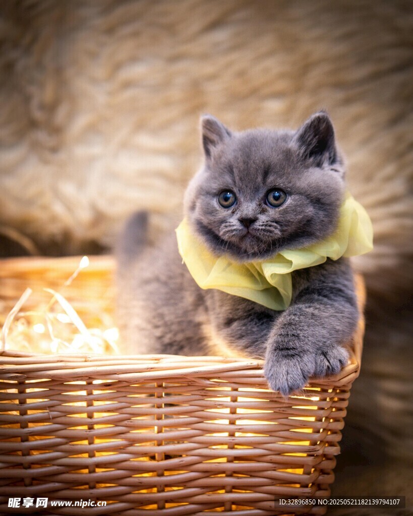 篮子里的可爱小猫咪