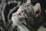 凝视的灰猫